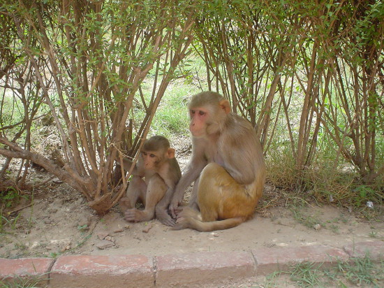 1280px Rhesus Macaques 550x412 Макаки