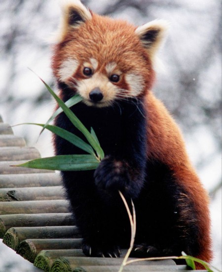 800px Ailurus fulgens RoterPanda LesserPanda 450x550 Красная панда