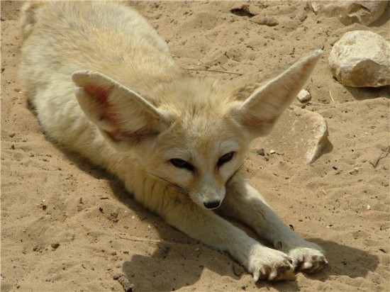 Fenek fennec fox 12 550x412 Фенек   самое удивительное животное из рода лисиц