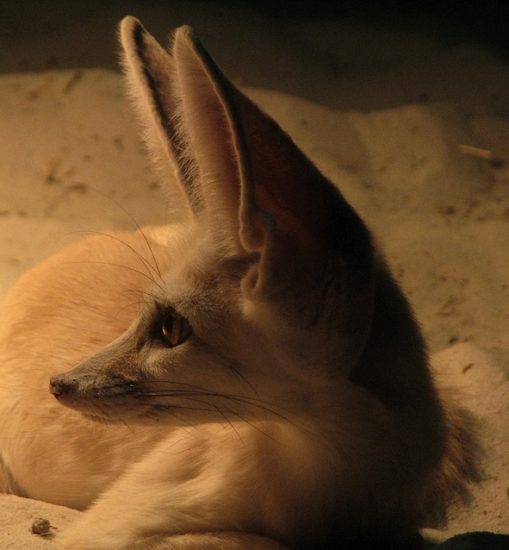 Fenek fennec fox 25 509x550 Фенек   самое удивительное животное из рода лисиц