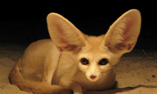 Fenek fennec fox 26 550x332 Фенек   самое удивительное животное из рода лисиц