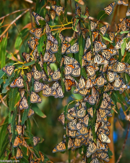 monarch08 tmb 439x550 Перелет длиною в жизнь