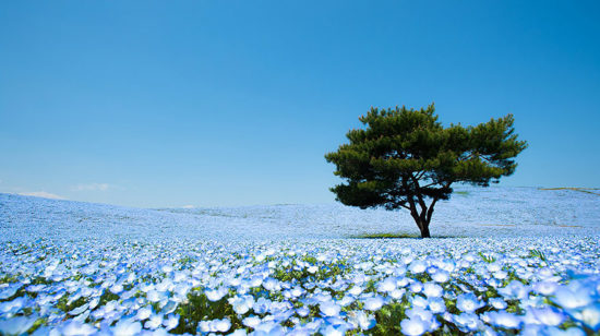 nemophilas hitachi park 1 550x308 Голубые поля Японии