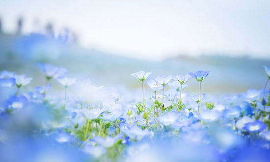 nemophilas hitachi park 10 550x331 Голубые поля Японии