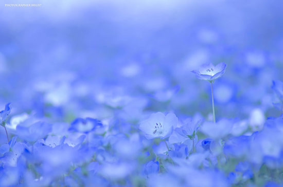 nemophilas hitachi park 3 550x364 Голубые поля Японии