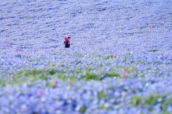 nemophilas hitachi park 4 550x365 Голубые поля Японии