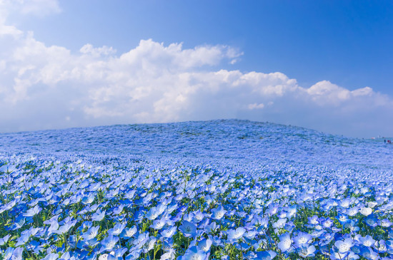 nemophilas hitachi park 5 550x365 Голубые поля Японии