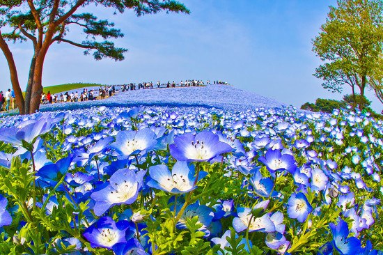 nemophilas hitachi park 7 550x366 Голубые поля Японии