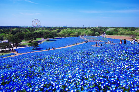 nemophilas hitachi park 8 550x364 Голубые поля Японии