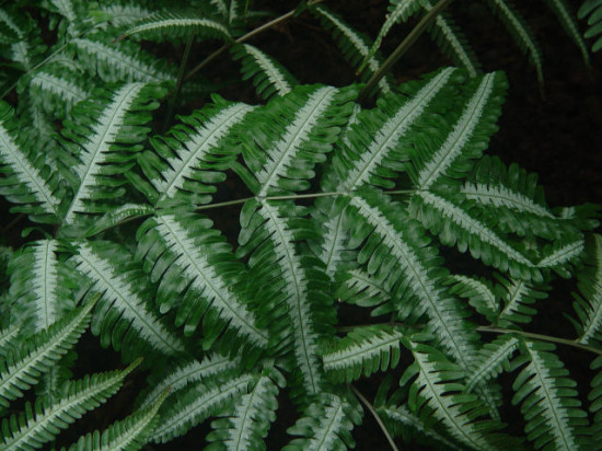 1386600581 pteris 550x412 Папоротники