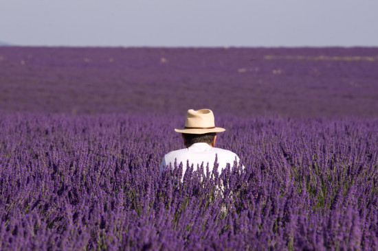 2010071109072300 lavande de provence sur le plateau de valensole 550x366 Лавандовые поля Франции