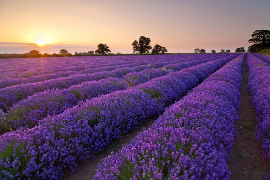 lavanda 5 550x366 Лавандовые поля Франции