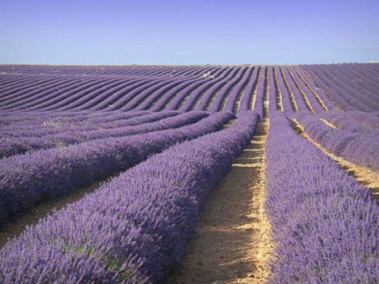 plateau valensole 1 550x412 Лавандовые поля Франции