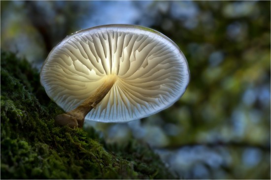 light mushroom 550x366 Биолюминесцентные грибы