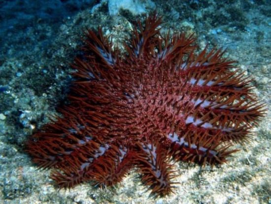 1382018204 acanthaster planci 2 550x414 Большой Барьерный риф