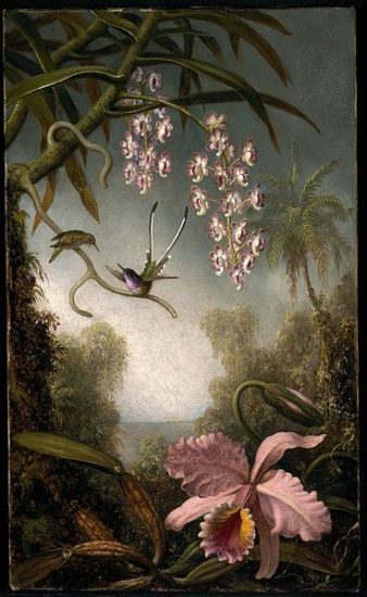 368px MJ Heade Orchids and Spray Orchids with Hummingbird 338x550 Орхидеи, запечатленные художником