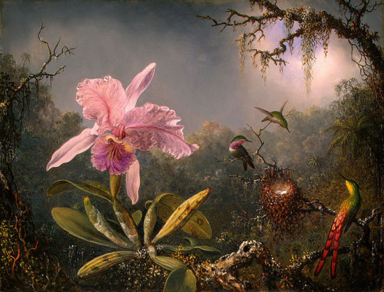 789px Martin Johnson Heade Cattleya Orchid and Three Brazilian Hummingbirds 550x418 Орхидеи, запечатленные художником