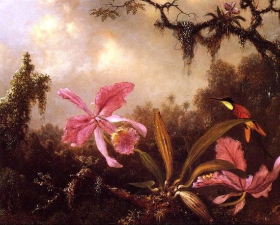 Orchids And Crimson Topaz Hummingbird large1 550x442 Орхидеи, запечатленные художником