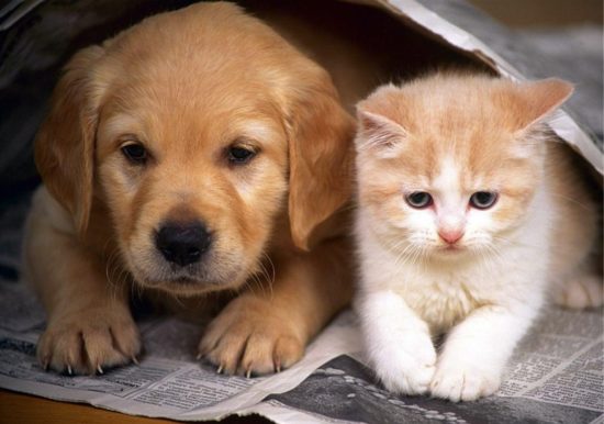 1406329228 puppies and kittens 550x386 XXI век   век аллергии