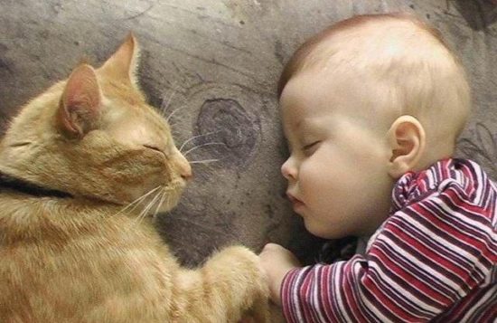 cat and baby sleeping 550x357 Лечебная кошка или фелинотерапия