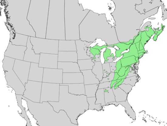 1280px Tsuga canadensis range map 2 550x413 Тсуга   реликтовое растение