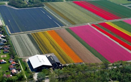 7648305 R3L8T8D 600 tulip fields 2470264k 550x343 Цветущие поля Нидерландов