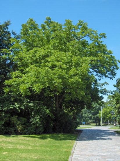 Juglans nigra11 413x550 Украина   Родина. Улыбки разных городов. Хмельницкий черный орех