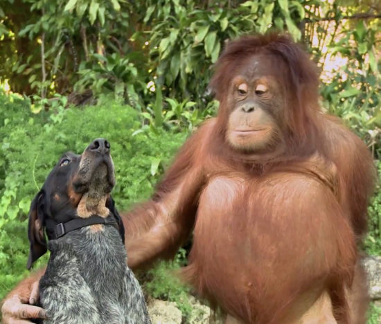 android friends furever dog orangutan1 550x468 Без друзей меня чуть чуть, а с друзьями много