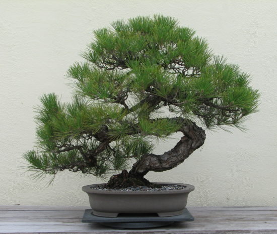 Japanese Black Pine 1936 2007 550x466 Сосна   знакомая незнакомка