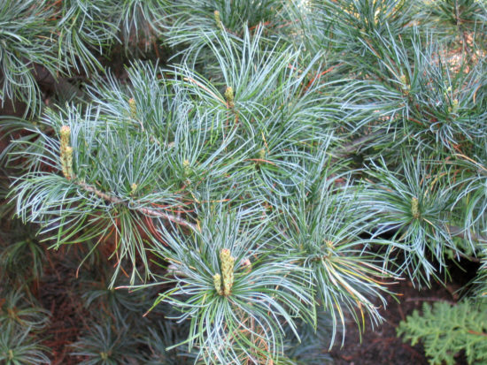 Pinus parviflora Glauca 01 550x413 Сосна   знакомая незнакомка