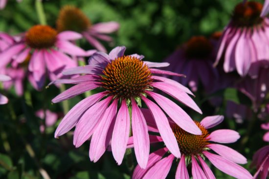 CH Echinacea purpurea 550x367 Самые популярные лекарственные растения