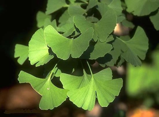 Ginkgo 550x404 Самые популярные лекарственные растения