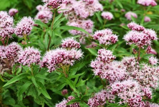 valeriana 550x372 Самые популярные лекарственные растения