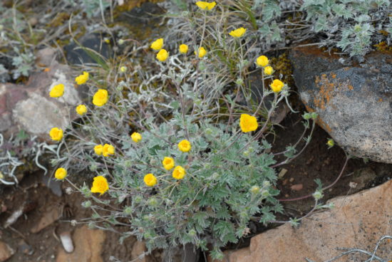 TNP 0239 camp7 Potentilla subvahliana 9048 550x368 Растения подушки   убежище крохотным горным мирам