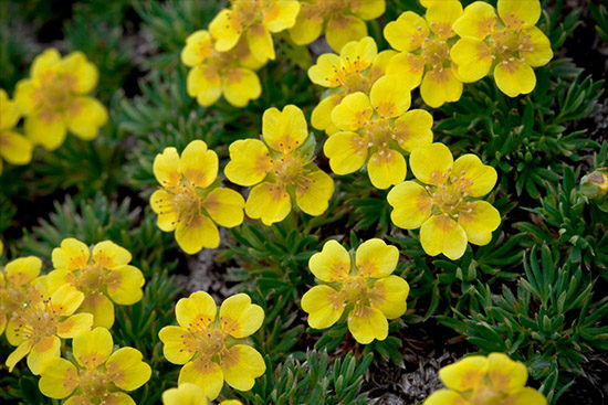 cushion plants harbour tiny mountain worlds inside 02 550x367 Растения подушки   убежище крохотным горным мирам