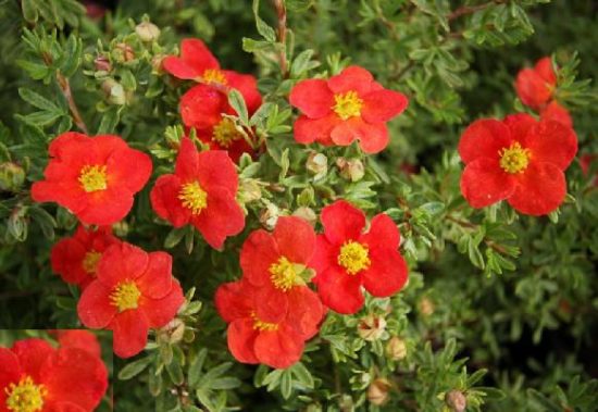 subscribe  admin  files potentilla marion red big 550x379 Лапчатка