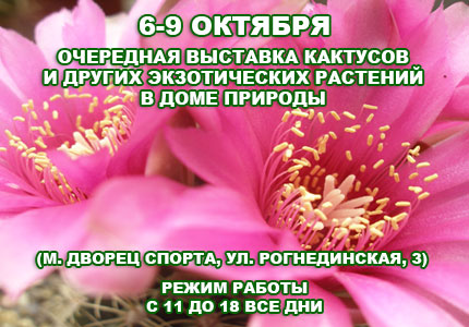 6 9 11cactus Октябрьская выставка кактусов