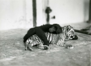 Primate%20and%20tiger%20cub%201937%20by%20Lucile%20and%20William%20Mann Галерея