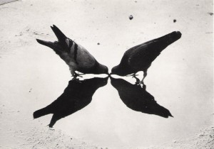 ©%20Ernst%20Haas,%20Trafalgar%20Square%20Pigeons,%20London,%201949 Галерея