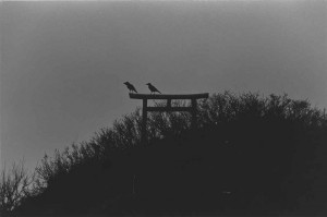 ©%20Masahisa%20Fukase&%20The%20Solitude%20of%20Ravens,%201977 Галерея